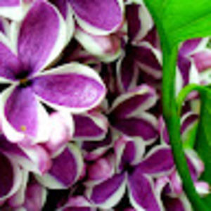 Meet your Posher, Maggie